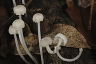 Mycena tenerrima
