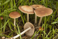 Psathyrella piluliformis