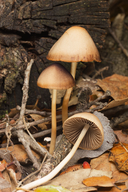 Psathyrella piluliformis