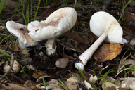 Pluteus petasatus