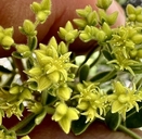 Dedeckera eurekensis