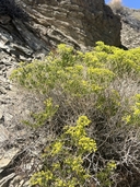 Dedeckera eurekensis