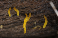 Calocera cornea