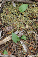 Calypso bulbosa var. occidentalis
