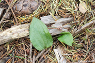 Calypso bulbosa var. occidentalis