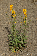 Erysimum capitatum