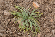 Allium obtusum var. obtusum