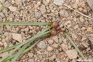 Allium obtusum var. obtusum