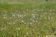 Achyrachaena mollis