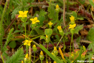 Cicendia quadrangularis
