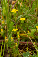 Cicendia quadrangularis
