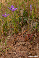 Brodiaea minor