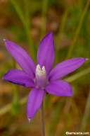 Brodiaea minor