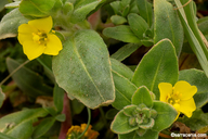 Camissoniopsis cheiranthifolia ssp. cheiranthifolia