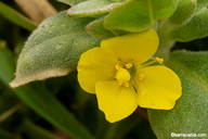 Camissoniopsis cheiranthifolia ssp. cheiranthifolia
