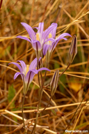 Brodiaea elegans var. elegans