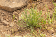 Eryngium aristulatum var. aristulatum