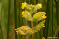 Erythranthe arvensis