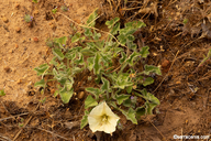 Calystegia subacaulis