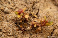 Elatine californica