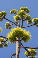 Agave parryi var. huachucensis