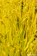 Agave parryi var. huachucensis