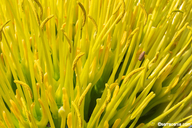 Agave parryi var. huachucensis