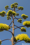 Agave parryi var. huachucensis