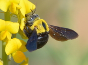 Xylocopa sp.