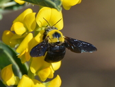 Xylocopa sp.