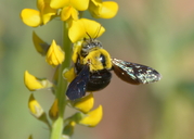 Xylocopa sp.