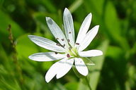 Stellaria longipes var. longipes