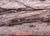 Eurycea guttolineata