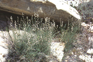Astragalus remotus