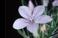 Langloisia setosissima ssp. setosissima