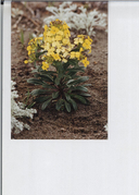 Humboldt Wallflower