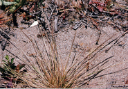 Photo of Agrostis blasdalei