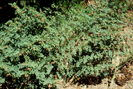 Hosackia crassifolia var. crassifolia