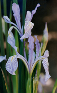 Photo of Iris longipetala
