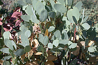 Arctostaphylos mewukka ssp. mewukka