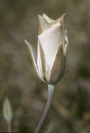 Calochortus bruneaunis