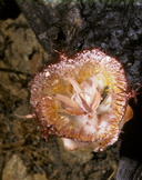 Calochortus fimbriatus