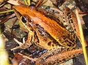 Litoria nasuta