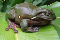 Litoria caerulea