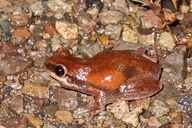 Red Tree Frog