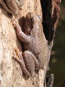 Litoria peronii