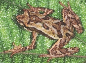 Dendrophryniscus berthalutzae