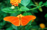 Orange Julia Butterfly