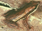 Dendrophryniscus leucomystax