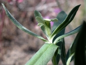 Lithospermum ruderale